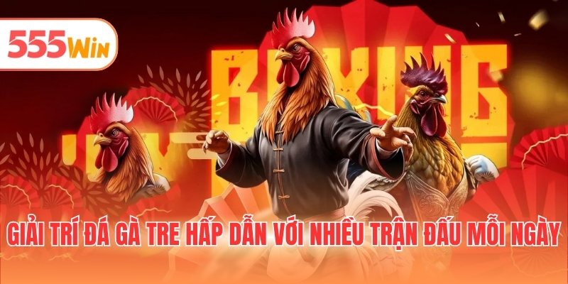 Giải trí đá gà tre hấp dẫn với nhiều trận đấu mỗi ngày